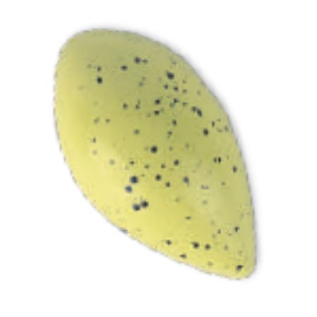 Divine Gianduja